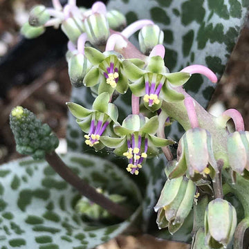 Ledebouria socialis – Silver Squill