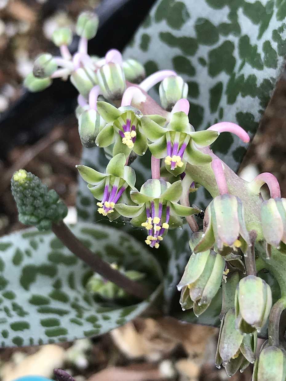 Ledebouria socialis – Silver Squill