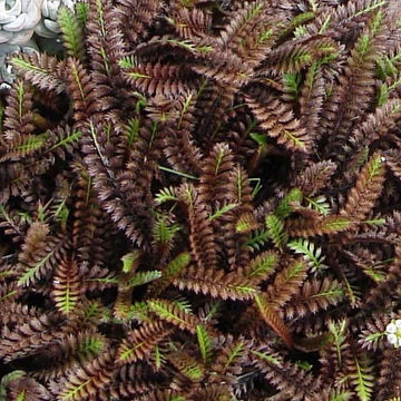 Leptinella squalida 'Platt's Black' – Brass Buttons