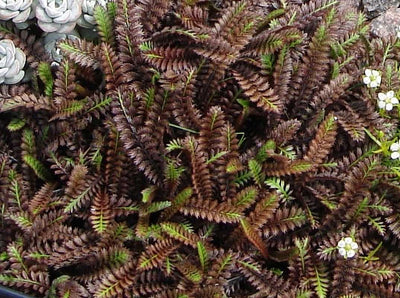 Leptinella squalida 'Platt's Black' – Brass Buttons