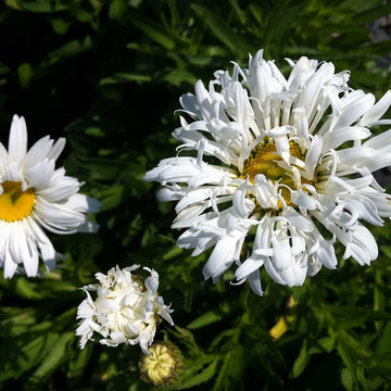Leucanthemum x superbum 'Crazy Daisy' – Shasta Daisy