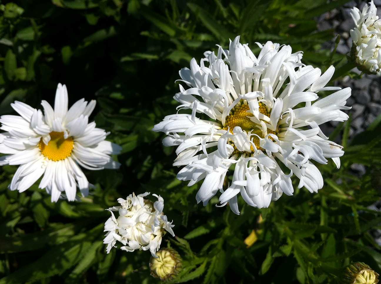 Leucanthemum x superbum 'Crazy Daisy' – Shasta Daisy