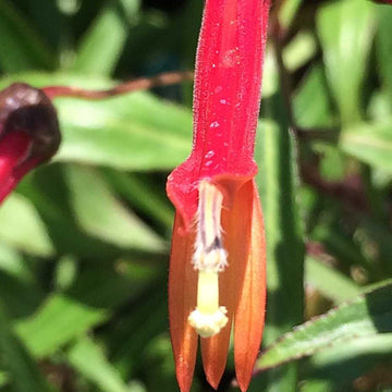 Lobelia laxiflora – Firecracker Plant