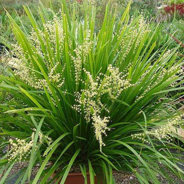 LOMANDRA longifolia 'Breeze' (Available Now)