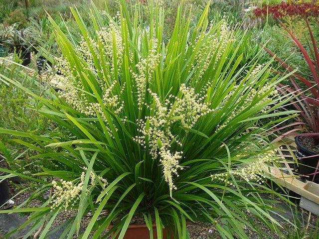Lomandra longifolia 'Breeze' – Mat Rush