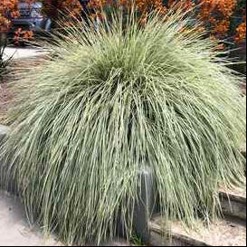 Lomandra longifolia 'Platinum Beauty' – Mat Rush