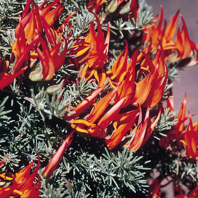 Lotus x 'Amazon Sunset' – Parrot's Beak