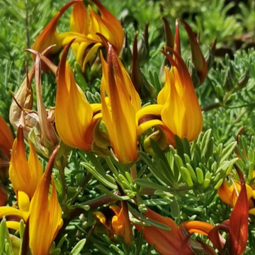 Lotus berthelotii – Parrot's Beak (Coral Gem)