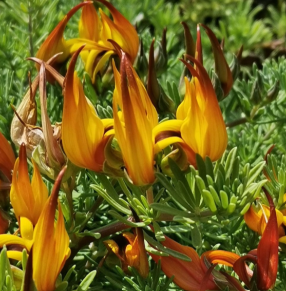 Lotus berthelotii – Parrot's Beak (Coral Gem)
