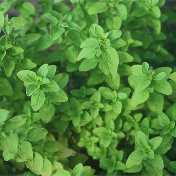 MARJORAM, SWEET- (Available Now)