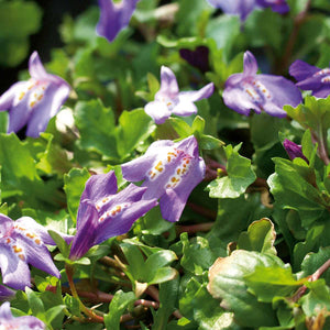 Mazus reptans – Cupflower