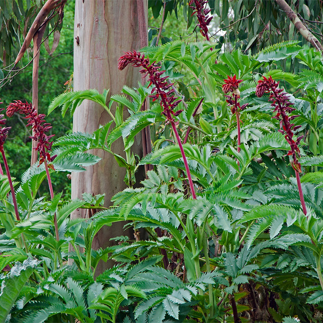 Melianthus major – Honey Bush