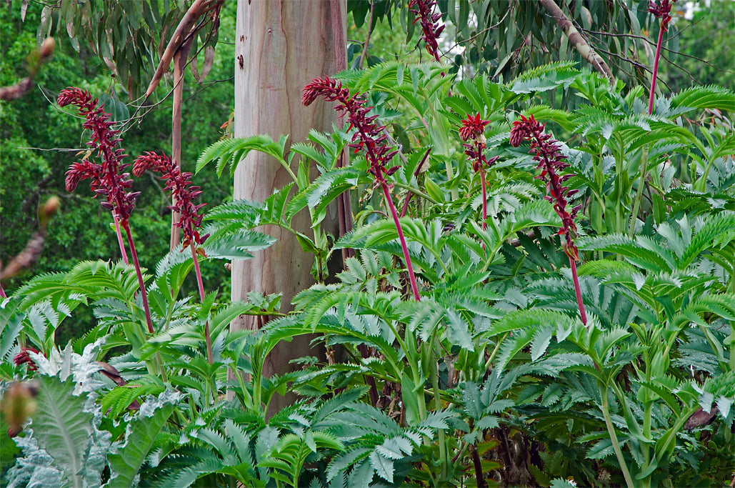 MELIANTHUS major
