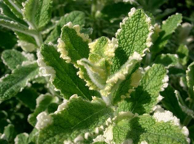 Mentha suaveolens 'Variegata' – Pineapple Mint