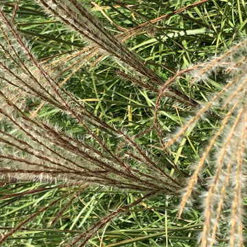 Miscanthus transmorrisonensis – Eulalia Grass
