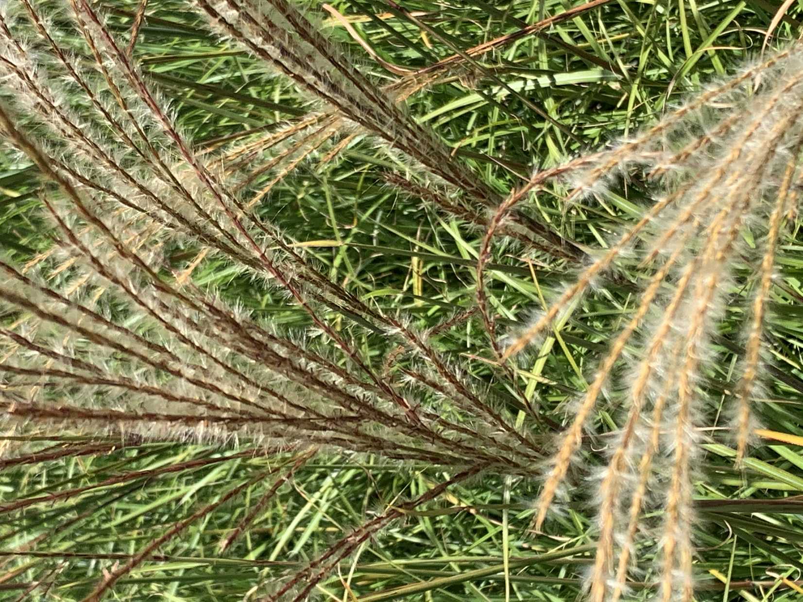 Miscanthus transmorrisonensis – Eulalia Grass