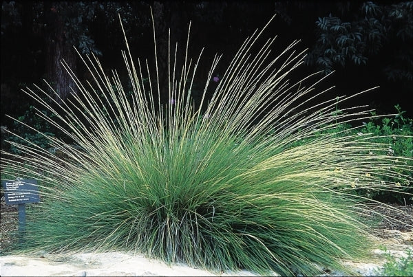 Muhlenbergia dubia – Pine Muhly