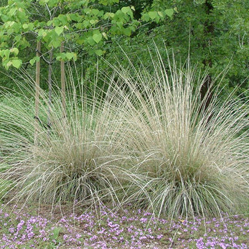 MUHLENBERGIA rigens (Available Now)