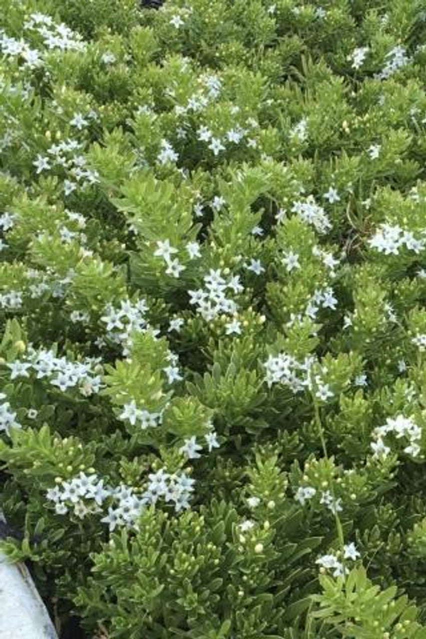 MYOPORUM parvifolium 'Davis'