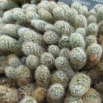 MAMMILLARIA elongata