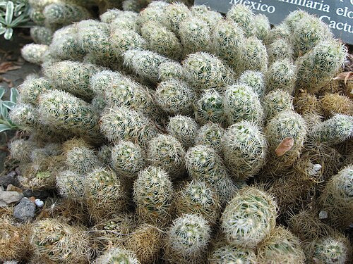 Mammillaria elongata – Ladyfingers Cactus