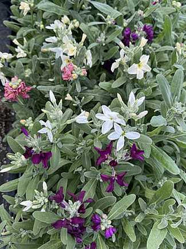 MATTHIOLA incana 'Vintage Mix'