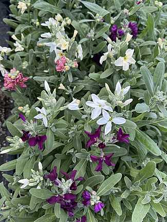 MATTHIOLA incana 'Vintage Mix'