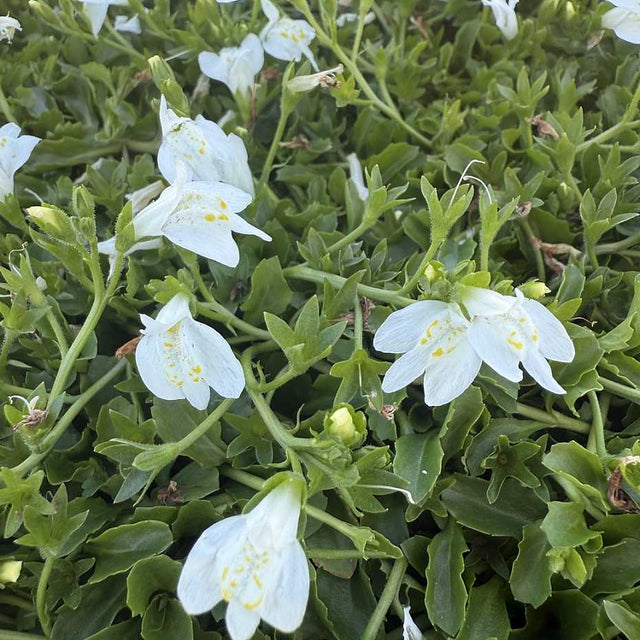 Mazus reptans 'Albus' – White Cupflower