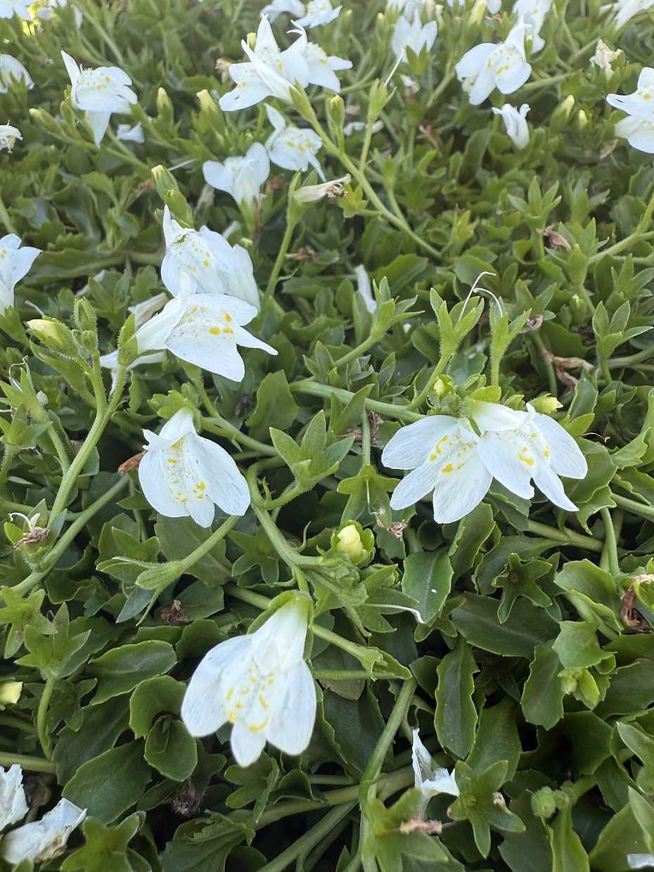 MAZUS reptans 'Albus' (syn. M. reptans 'Alba')