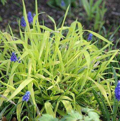 Milium effusum 'Aureum' – Wood Millet