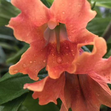 Mimulus 'Pat's Best' – Sticky Monkey Flower