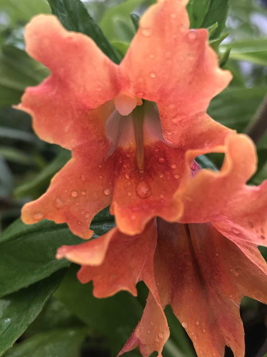 Mimulus 'Pat's Best' – Sticky Monkey Flower