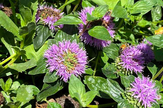 Monardella villosa 'Russian River' – Coyote Mint