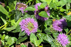 Monardella villosa 'Russian River' – Coyote Mint