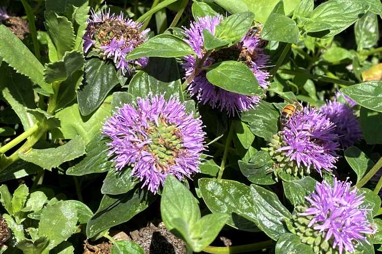 Monardella villosa 'Russian River' – Coyote Mint