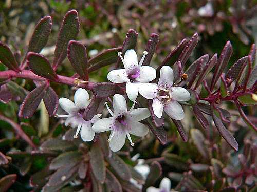 Myoporum parvifolium 'Red Leaf Form' – Creeping Boobialla