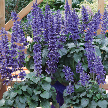 Salvia 'Mystic Spires Blue' – Sage