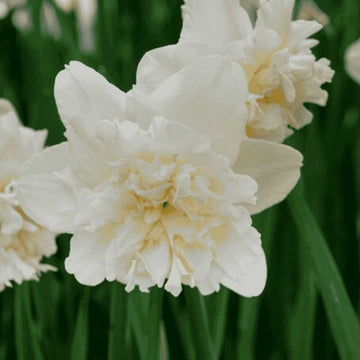 Narcissus 'Ice King' – Golden Yellow Trumpet Daffodil