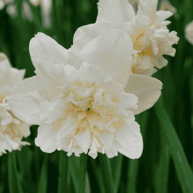 Narcissus 'Ice King' – Golden Yellow Trumpet Daffodil