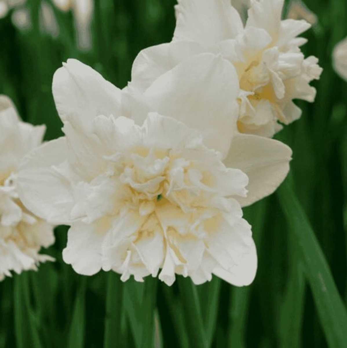 Narcissus 'Ice King' – Golden Yellow Trumpet Daffodil