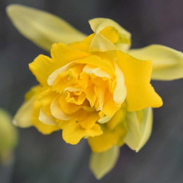 Narcissus 'Tete Boucle' – Miniature Double Daffodil