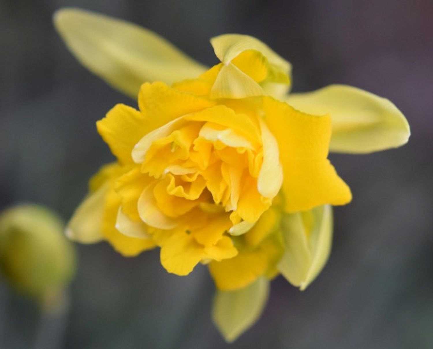 Narcissus 'Tete Boucle' – Miniature Double Daffodil