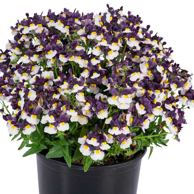 Nemesia Escential 'Elderberry Cream' – Escential Series