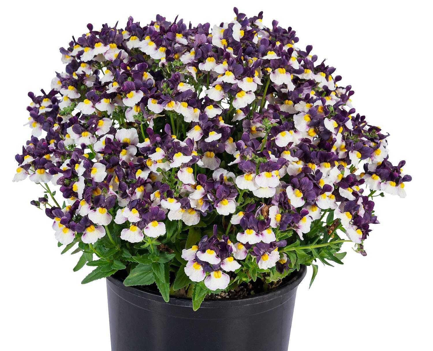 Nemesia Escential 'Elderberry Cream' – Escential Series