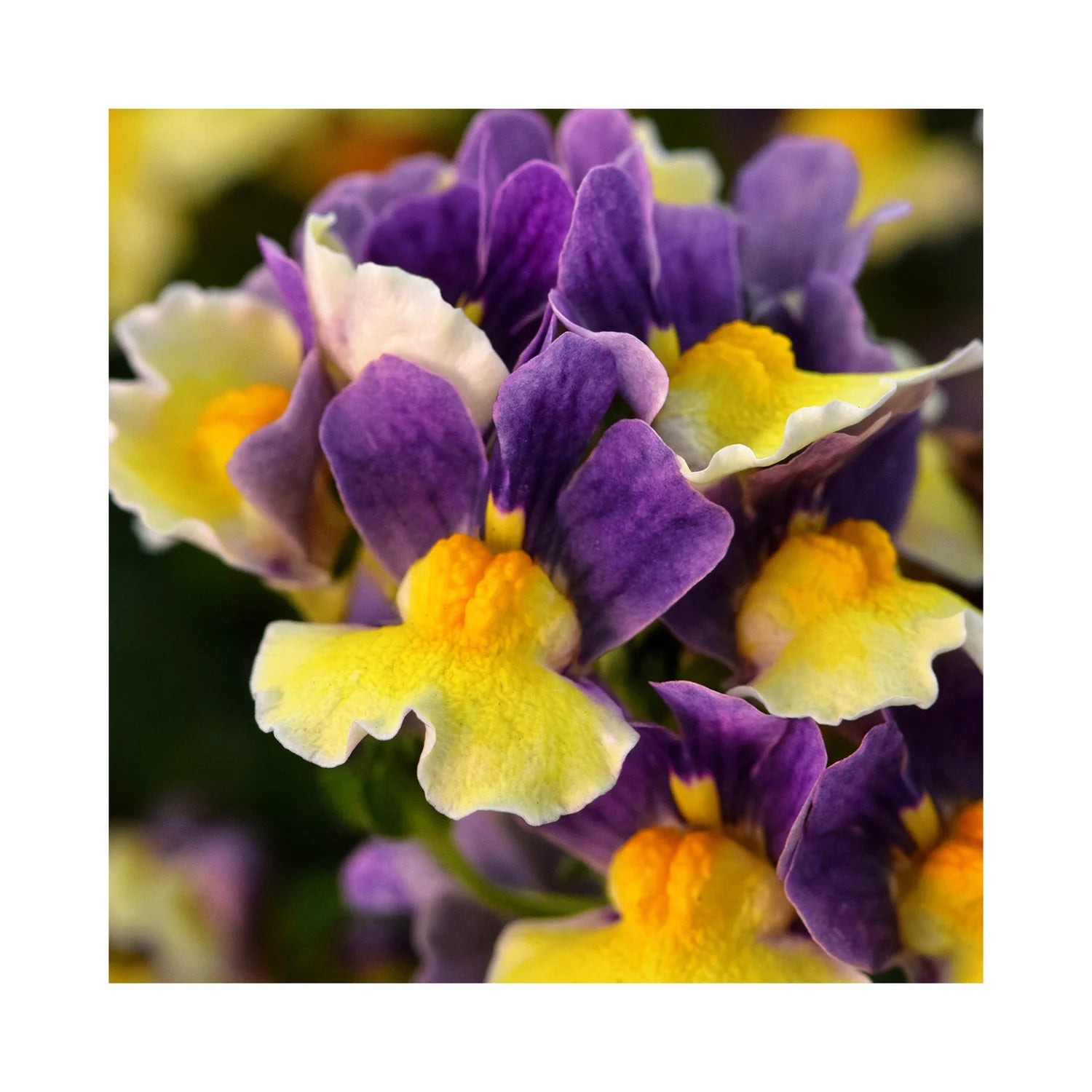 NEMESIA 'Blueberry Custard' – live annual, fragrant
