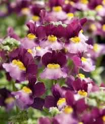 Nemesia 'Fairy Kisses Boysenberry' – Bicolor Nemesia