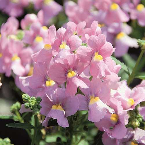 Nemesia fruticans 'Karoo Pink' – Karoo Series