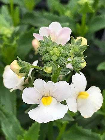 Nemesia fruticans 'Karoo White' – Karoo Series