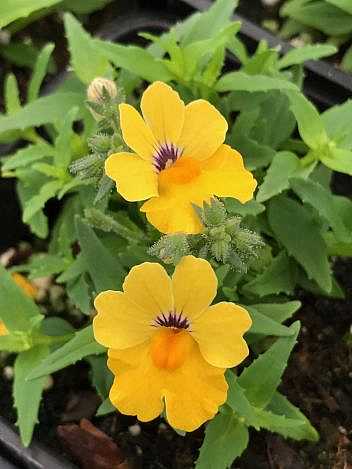 Nemesia hybrid Babycakes 'Little Banana' – Babycakes Series