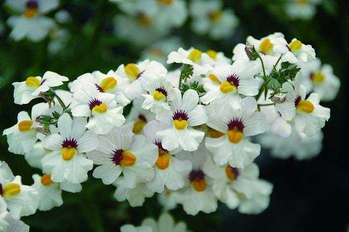 Nemesia hybrid Babycake 'Little Coconut' – Babycakes Series